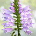 Obedient Plant Seeds - Pre-Stratified 25+ Seeds - Physostegia virginiana - Free Shipping