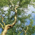 Corkscrew Willow Tree Bare Root 2-3 ft Salix matsudana 'Tortuosa' Twisted Branches for Landscaping