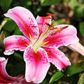 Oriental Lily Bulb 16/18cm Red & White Fragrant Lilium 'Stargazer' Flower Bulb