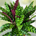 Calathea Lancifolia Rattlesnake Plant in 6" Pot - Easy Care Indoor Houseplant, Calathea sp.