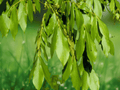 5 Seeds Mockernut Hickory Carya tomentosa Hardy Nut Tree