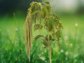 500+ Seeds Amaranthus Caudatus Viridis Green Love Lies Bleeding Ornamental Annual Easy Grow Garden Border Container