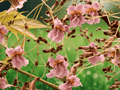 5 Seeds Stereospermum chelonoides Padri Tree Fragrant Ornamental Flowering Tree