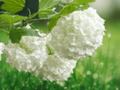1 Live Plant Eastern Snowball Viburnum Shrub Quart Size