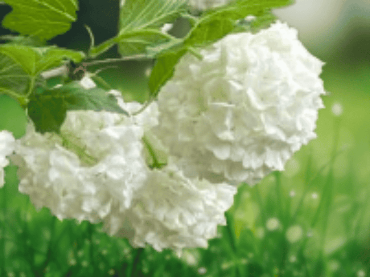 1 Live Plant Eastern Snowball Viburnum Shrub Quart Size