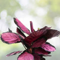 Live Plant - 14" Lavender Pink Dark Maroon - (Scientific Name)