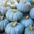 Jarrahdale Blue Pumpkin Seeds 10 Pack Organic Heirloom USA Garden Seeds Cucurbita pepo
