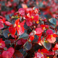 Candy Floss Begonia Seeds 45 or 125 Non-GMO Flower Seeds Beautiful Floral Variety Begonia semperflorens