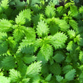 Anise Seeds 200+ Heirloom Seeds – Unique Flavor & Aroma – Culinary Herb & Spice – Pimpinella anisum