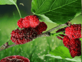50 Seeds American Mulberry Red Mulberry Morus rubra Native Shade Fruit Tree