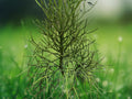 1 Live Plant Firestick Pencil Cactus Euphorbia tirucalli Fire on Stick Succulent Indoor Patio
