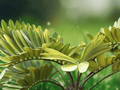 5 Seeds Zamia furfuracea Cardboard Cycad Tropical Cycad Plant