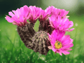 10 Seeds Echinocereus fendleri Fendler Hedgehog Cactus Hardy Desert Plant