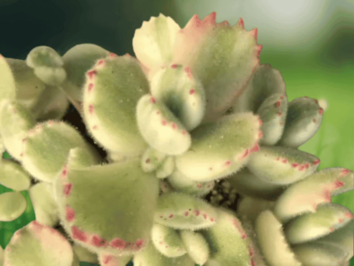 1 Live Plant Variegated Cubs Paw Cotyledon Ladismithiensis Variegata 4 Inch Pot Succulent