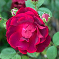 Organic Pink Rose Cuttings - 5 Pack Ready to Root Rosa spp. Garden Planting Material
