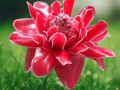5 Seeds Red Torch Ginger Etlingera elatior Tropical Flowering Plant