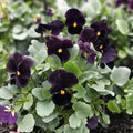 Black Pansy Seeds - 100+ Seeds - Stunning Black Viola Tricolor Flower Seeds for Garden and Landscaping