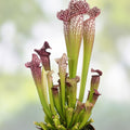 Sarracenia Pitcher Plant - Persian Rug Variety - Live Rare Carnivorous Botanical Decor - Unique Collector's Plant