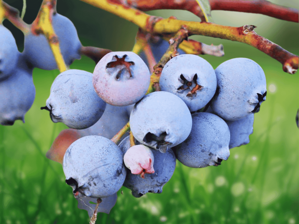 3 Live Plant Sharpblue Blueberry Vaccinium corymbosum Starter Plug