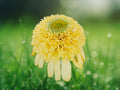 50 Seeds Lemon Drop Coneflower Echinacea Perennial Yellow Blooms Hardy Pollinator Flower Easy Grow Drought Tolerant Garden Plant