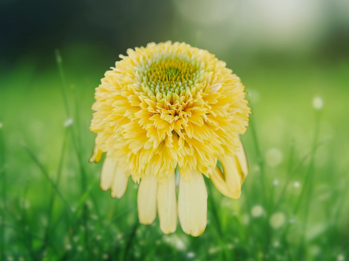50 Seeds Lemon Drop Coneflower Echinacea Perennial Yellow Blooms Hardy Pollinator Flower Easy Grow Drought Tolerant Garden Plant