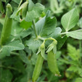 Sugar Snap Pea Seeds, Heirloom Non-GMO, 100+ Seeds, Edible Pods, Pisum sativum, Vegetable Garden, Organic Pea Seeds