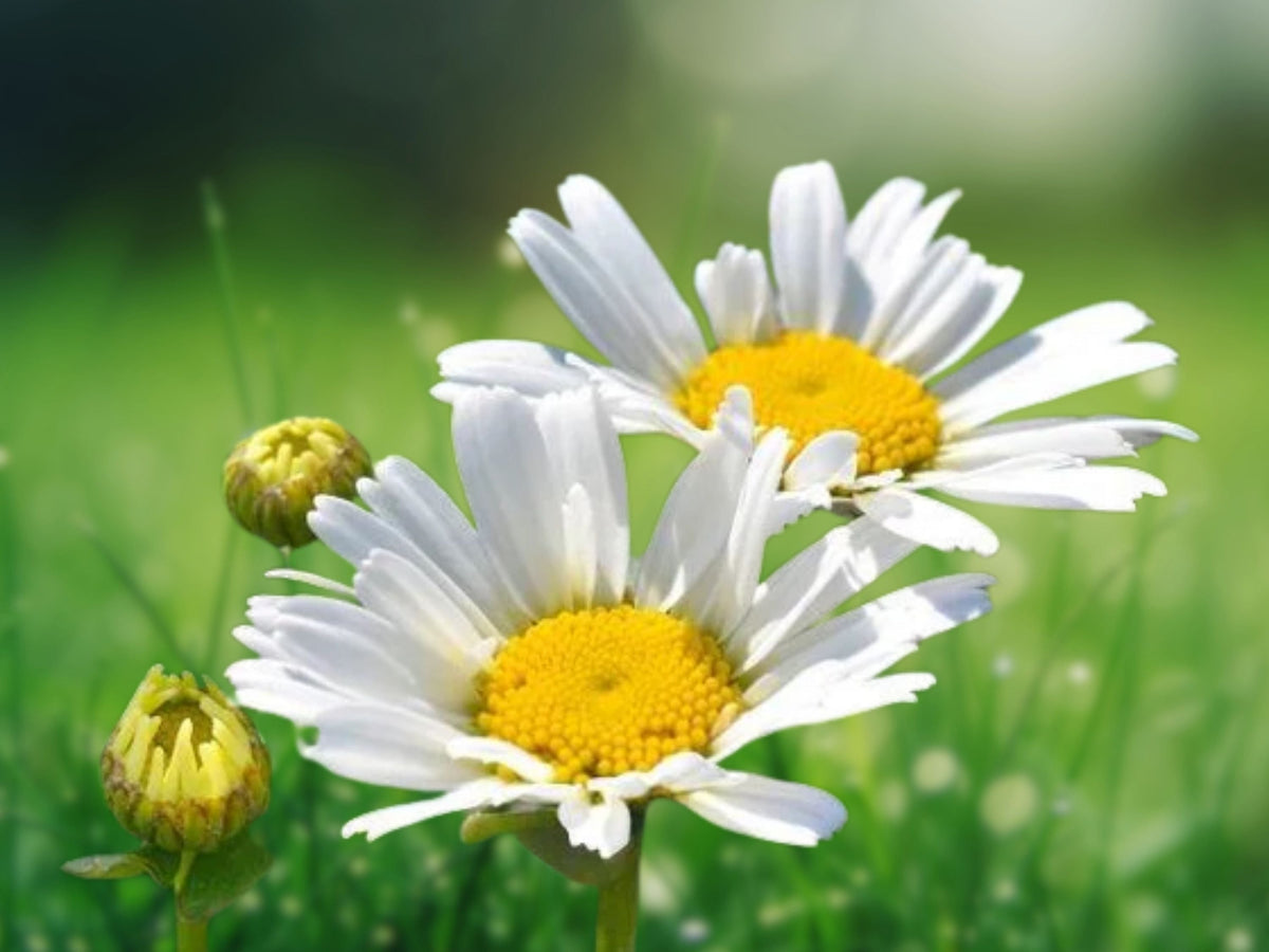 500+ Seeds Shasta Daisy Heirloom Perennial Easy Grow White Blooms Pollinator Friendly Cottage Garden Border Plant