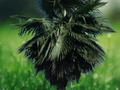 5 Seeds Trithrinax acanthocoma Spiny Fiber Palm Exotic Hardy Palmetto