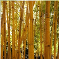 Bamboo Seeds for Planting – 300+ Count – Fast Growing Exotic Phyllostachys spp – Ships from Iowa, USA