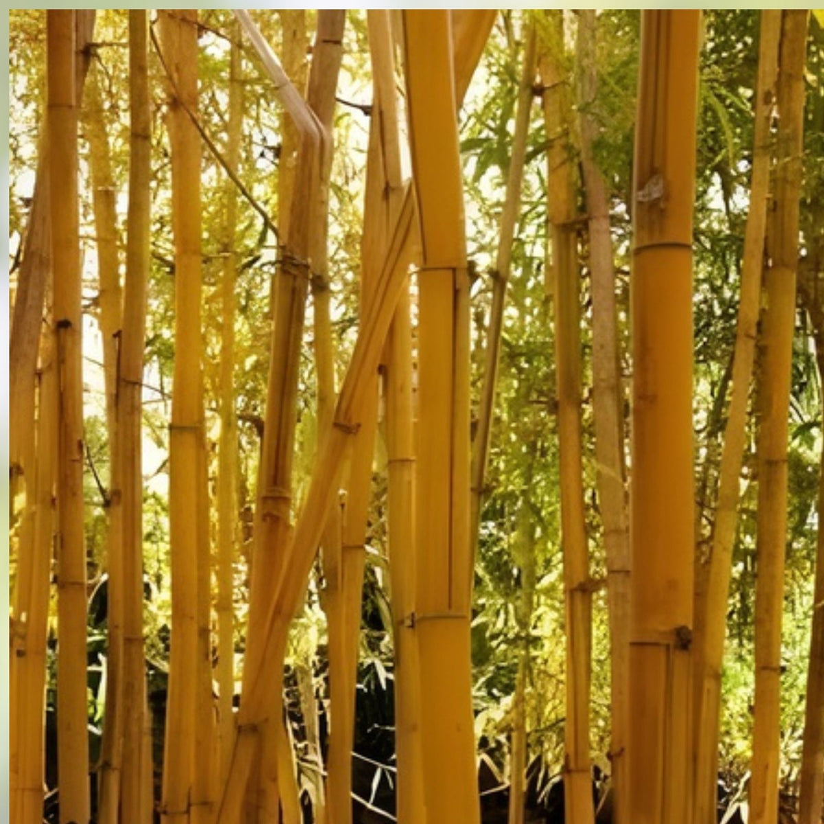 Bamboo Seeds for Planting – 300+ Count – Fast Growing Exotic Phyllostachys spp – Ships from Iowa, USA