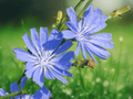 20 Seeds Cichorium intybus Chicory Herb