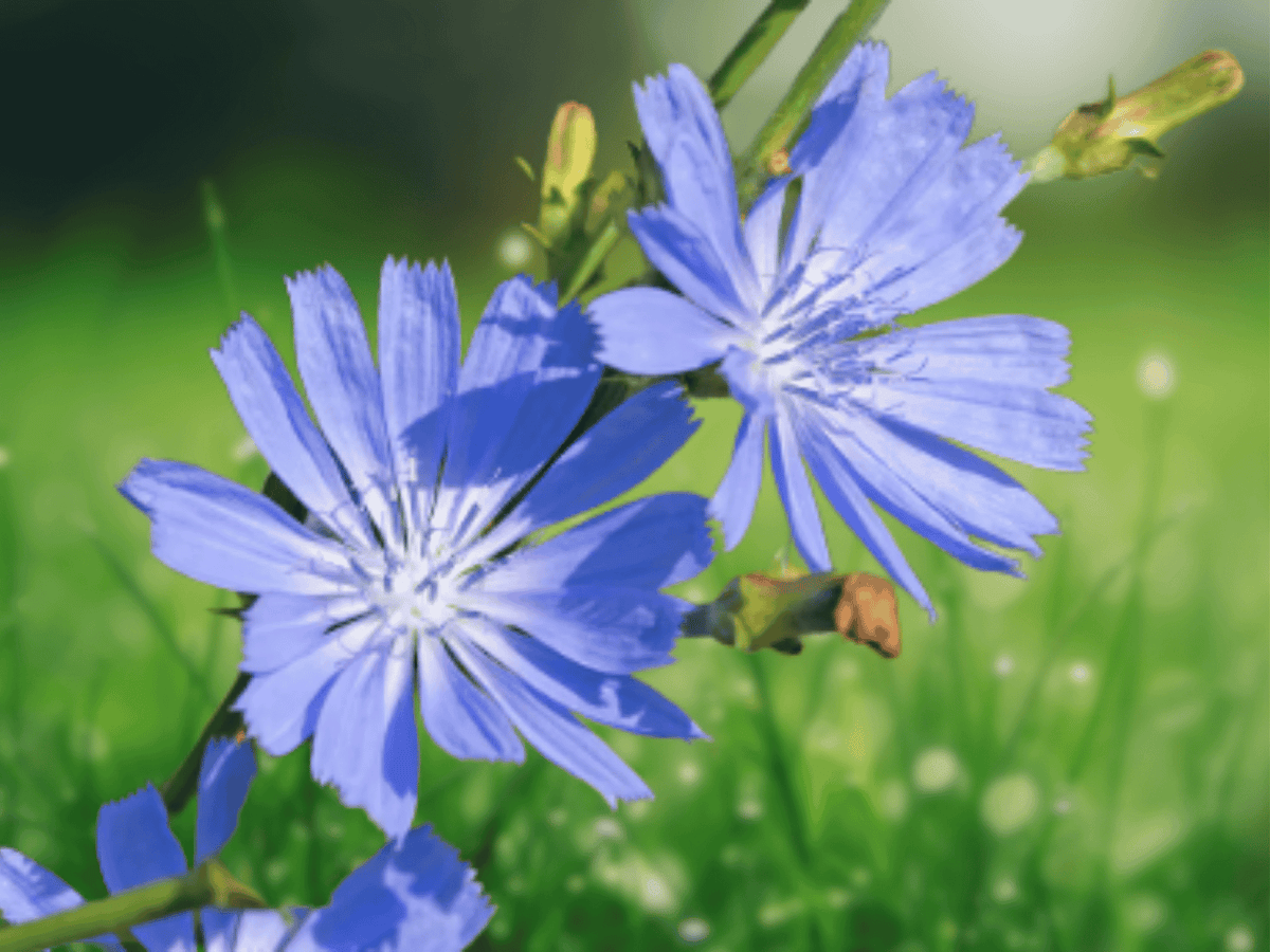 20 Seeds Cichorium intybus Chicory Herb