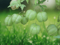 5 Seeds Cardiospermum halicacabum Balloon Vine Climbing Vine Seeds