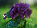 5 Seeds Deep Purple Hydrangea Perennial Flowering Shrub Rich Violet Blooms Hardy Ornamental Garden Plant