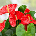 Anthurium Red Heart Plant - 3 Inch Pot - Tropical Houseplant - Anthurium andraeanum