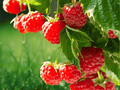 1 Live Plant Caroline Red Raspberry 12 Inch Tall Potted 1-2 Year Old Rubus idaeus