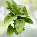 Green Amaranth Seeds - 500+ Count, Chinese Spinach Yin Cho, Edible Vegetable, Amaranthus viridis, USA