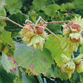 American Hazelnut Trees 10 12 Inch Tall 4 Inch Pot Corylus americana