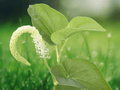 10 Seeds Saururus cernuus (Lizard's Tail) – Native Aquatic Perennial