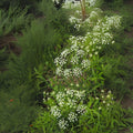 Wild Dill Seeds for Planting (50 Seeds) - Perideridia Americana - Heirloom Culinary Herb Garden Seed