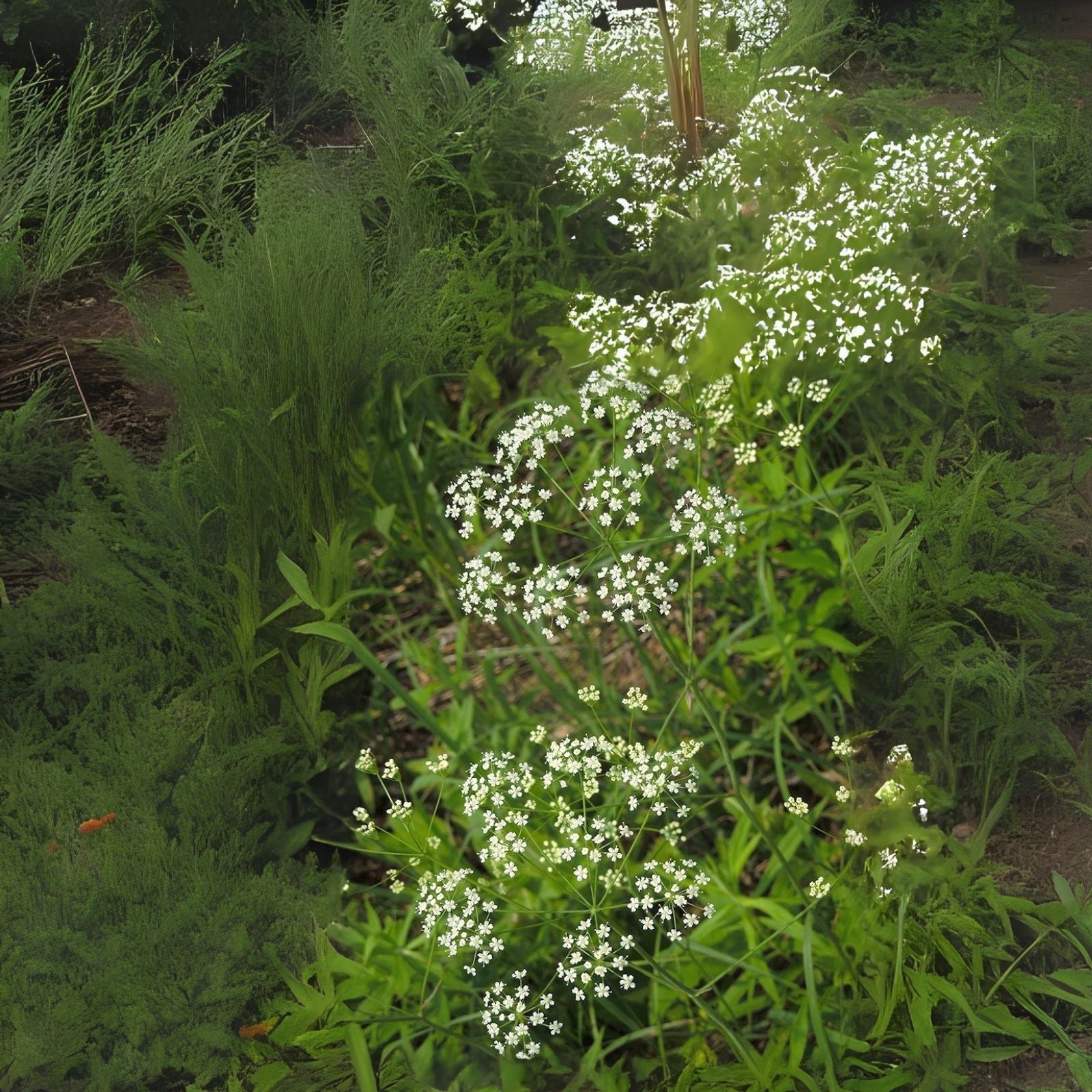 Wild Dill Seeds for Planting (50 Seeds) - Perideridia Americana - Heirloom Culinary Herb Garden Seed