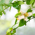 2 Gallon Pink Finger Lime Tree - Citrus australasica - Edible Fruit Plant for Home Garden