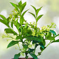 Night Blooming Jasmine Cuttings 10-Pack, Very Fragrant Cestrum Nocturnum, Green Tips for Propagation