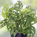 Monstera Adansonii Plant 6in Hanging Basket | Rare Narrow Leaf Swiss Cheese Houseplant | Monstera Adansonii