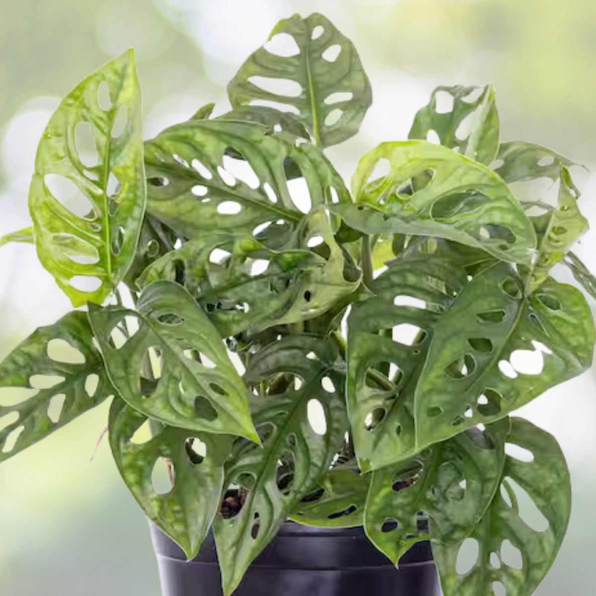 Monstera Adansonii Plant 6in Hanging Basket | Rare Narrow Leaf Swiss Cheese Houseplant | Monstera Adansonii