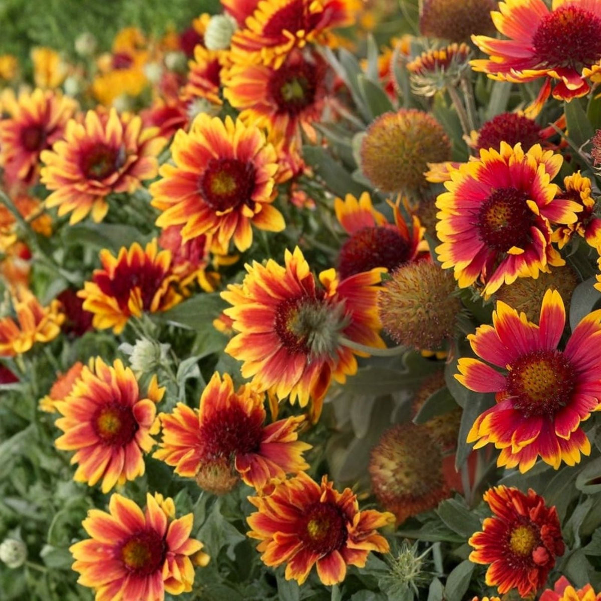 Golden Joy Blanket Flower Seeds 200 Non-GMO Gaillardia aristata Colorful Perennial Garden Plant