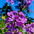 Dame's Rocket Seeds - 100+ Freshly Harvested - Hesperis matronalis - Wildflower Seeds for Gardens and Pollinator Attraction