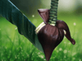 5 Seeds Musa ochracea Banana Plant Ornamental Tropical
