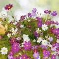 Dwarf Cosmos Seeds Mix - Colorful Mexican Aster Flowers - Cosmos bipinnatus - 100+ Seeds for Vibrant Garden