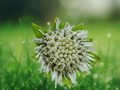 10 Seeds Eclipta prostrata Yerba de Tajo Annual Herb